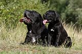 CANE CORSO 866